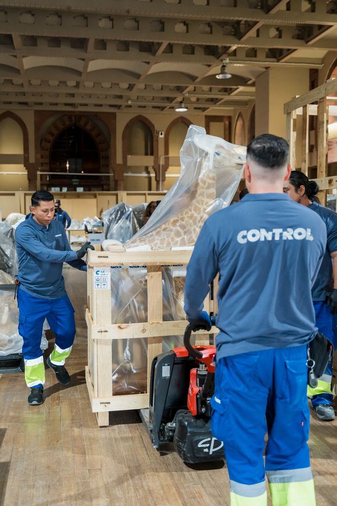 Uns operaris manipulen una girafa empaquetada de la col·lecció de vertebrats del Castell dels Tres Dragons per traslladar-la a la seu del museu al Fòrum
