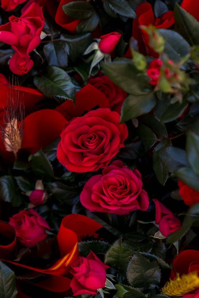 Roses del dia de Sant Jordi