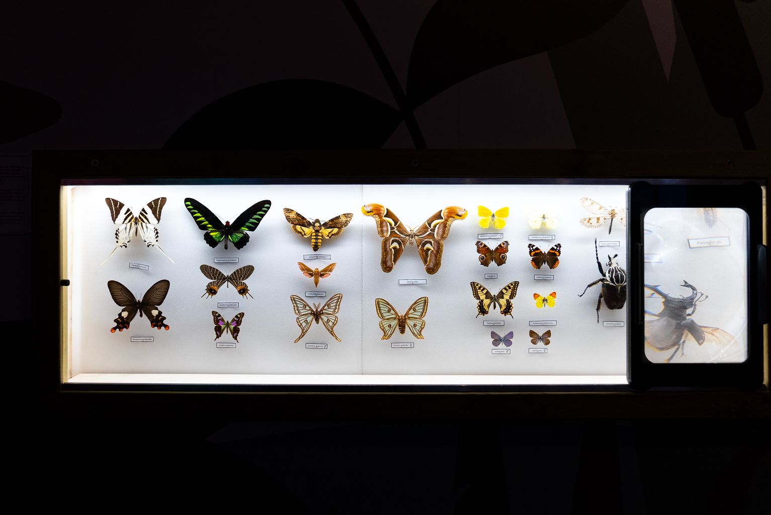 Expositor amb una col·lecció de papallones dissecades que es mostren al nou espai d’invertebrats del Zoo de Barcelona