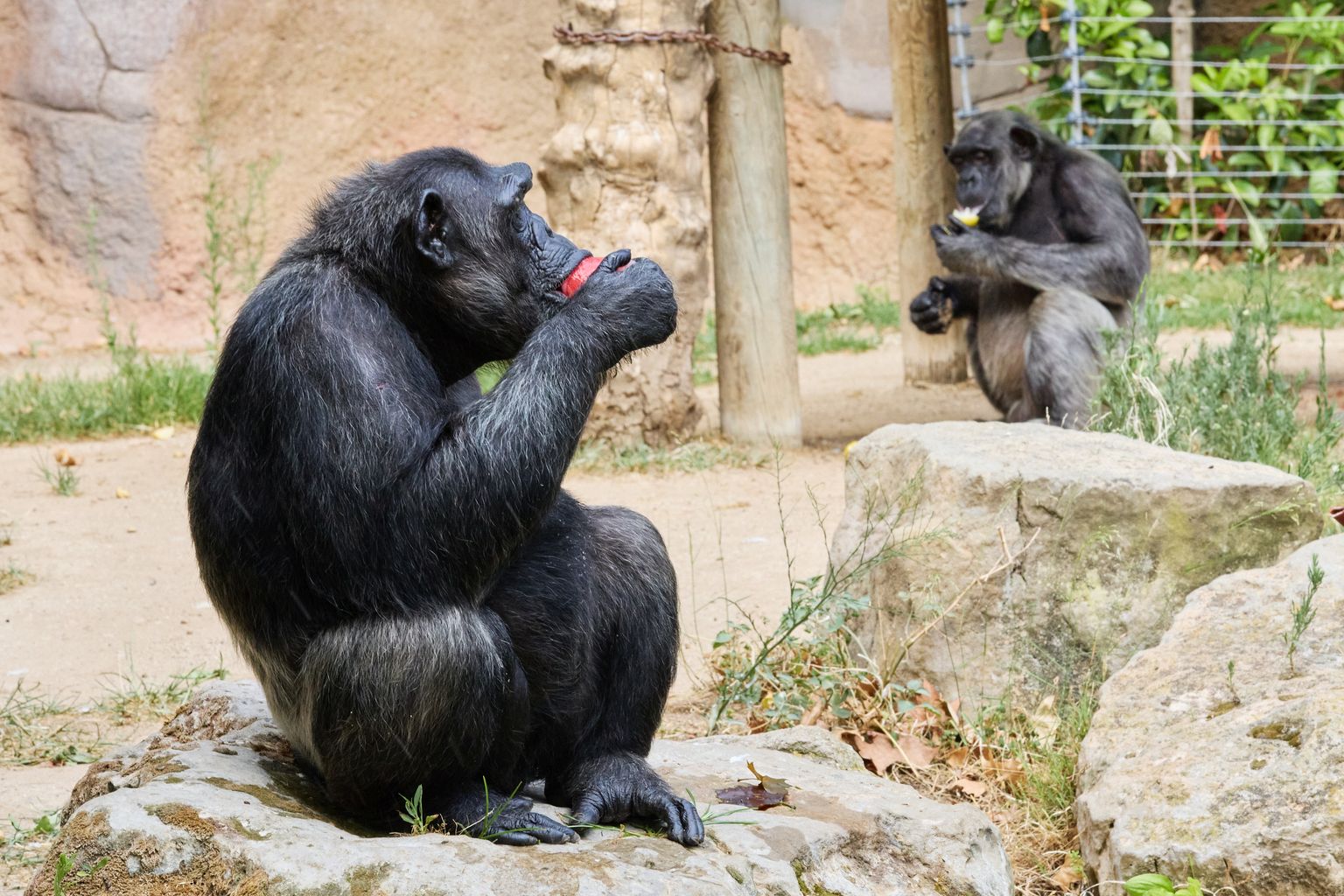 Uns ximpanzés mengen fruita congelada per combatre les altes temperatures