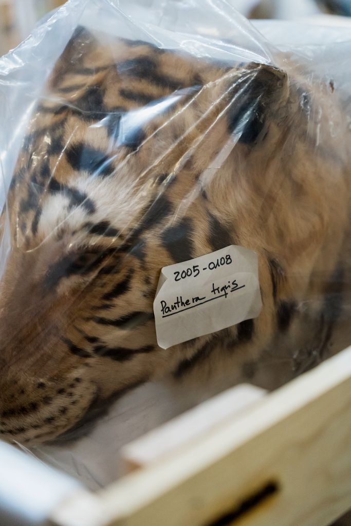 Pantera empaquetada de la col·lecció zoològica de vertebrats del Castell dels Tres Dragons perquè la traslladin a la seu del museu al Fòrum