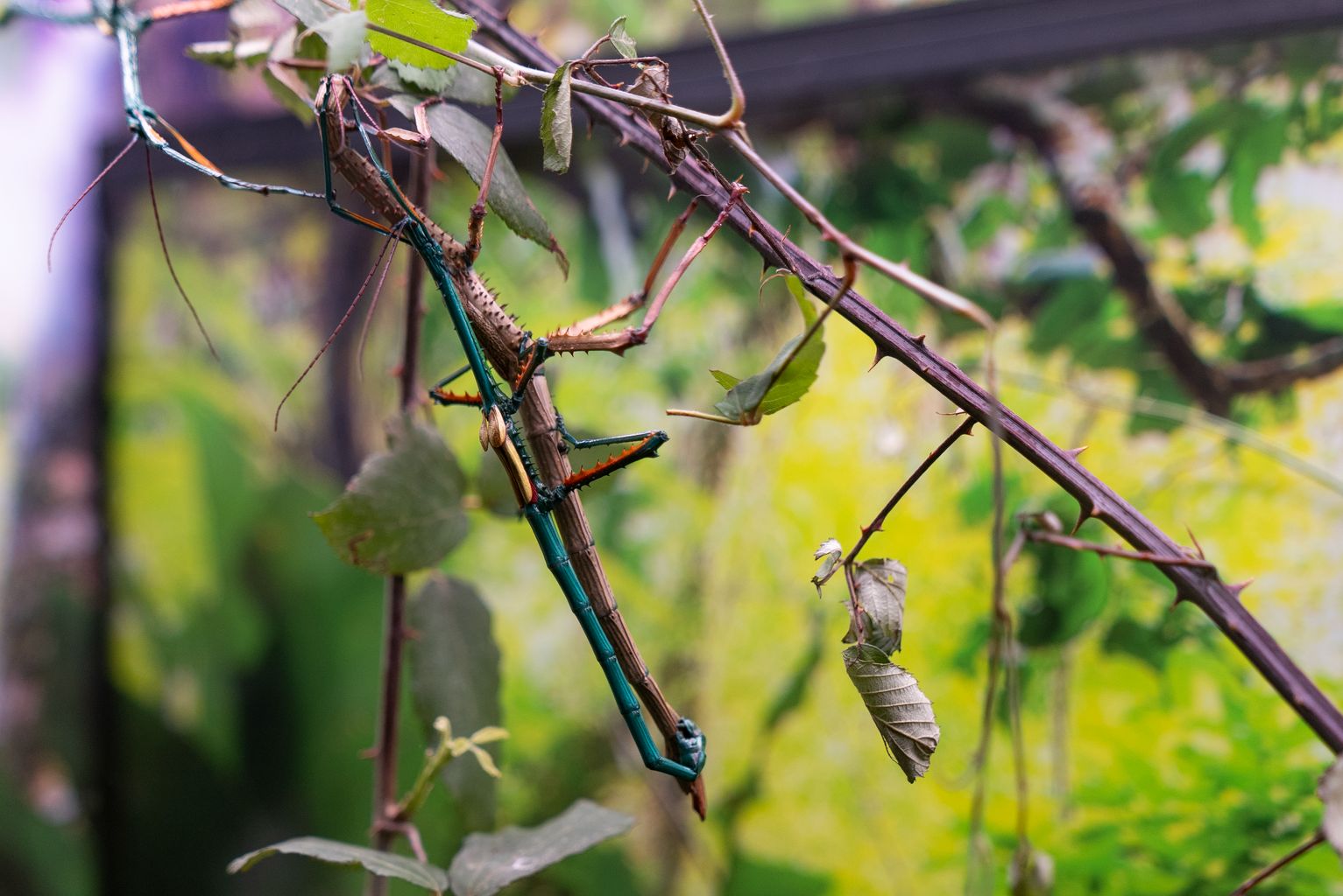 Insecte bastó pujant per un branquilló al seu hàbitat del nou Espai d’Invertebrats del Zoo de Barcelona