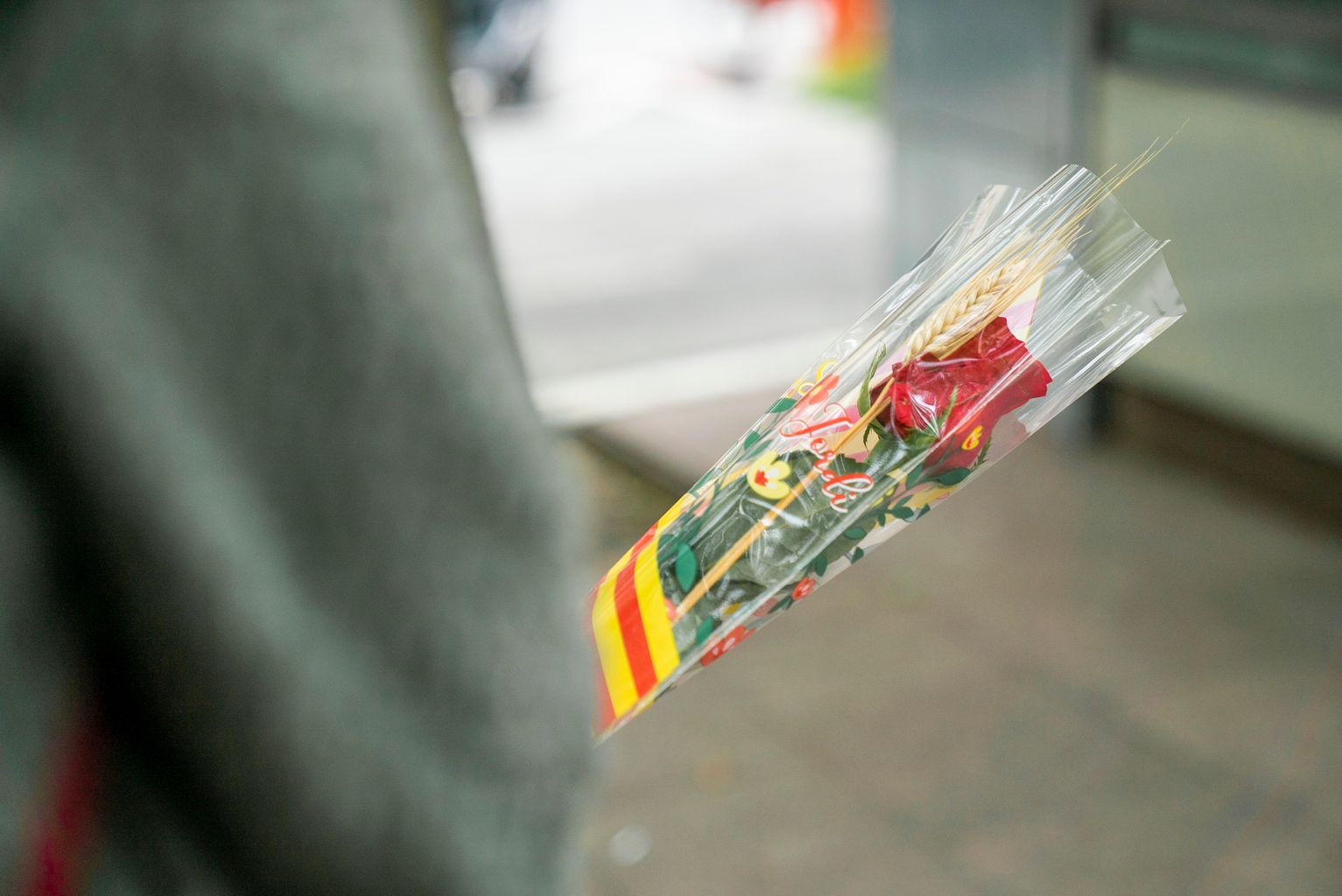 Persona amb una de les roses distribuïdes per l’Ajuntament als quioscos de Diverscoop amb motiu de Sant Jordi