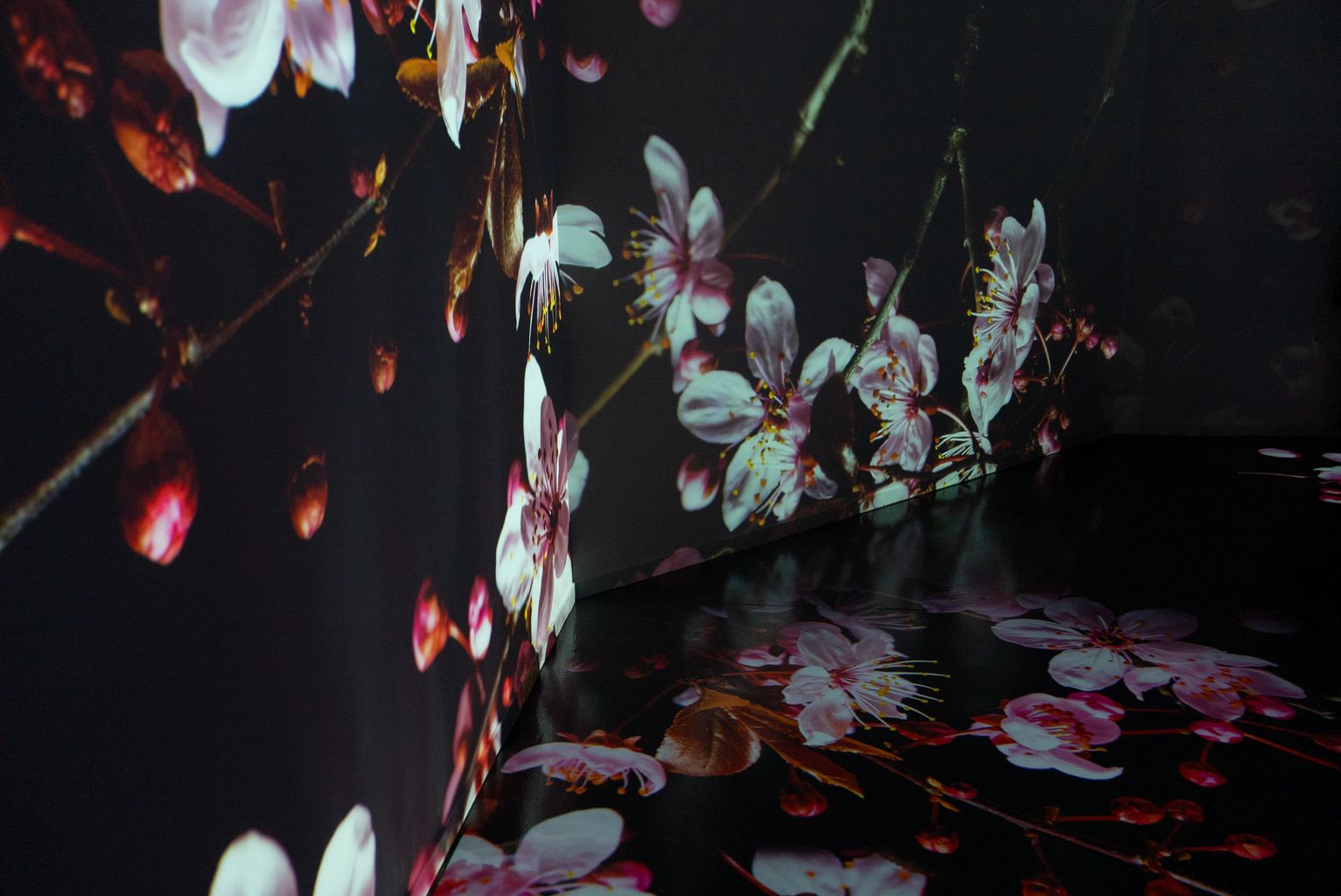 Pantalles enormes on es projecten flors, que formen part de l’espai Cuida’ls del Zoo de Barcelona i creen l’experiència immersiva sobre la preservació de la biodiversitat