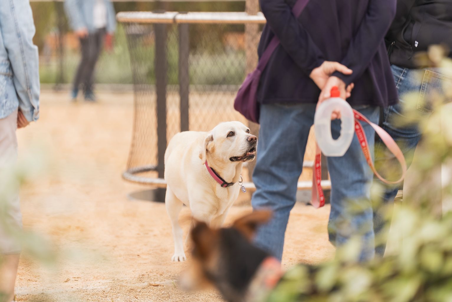 Un gos passeja en l'àrea per a gossos del nou parc de les Glòries