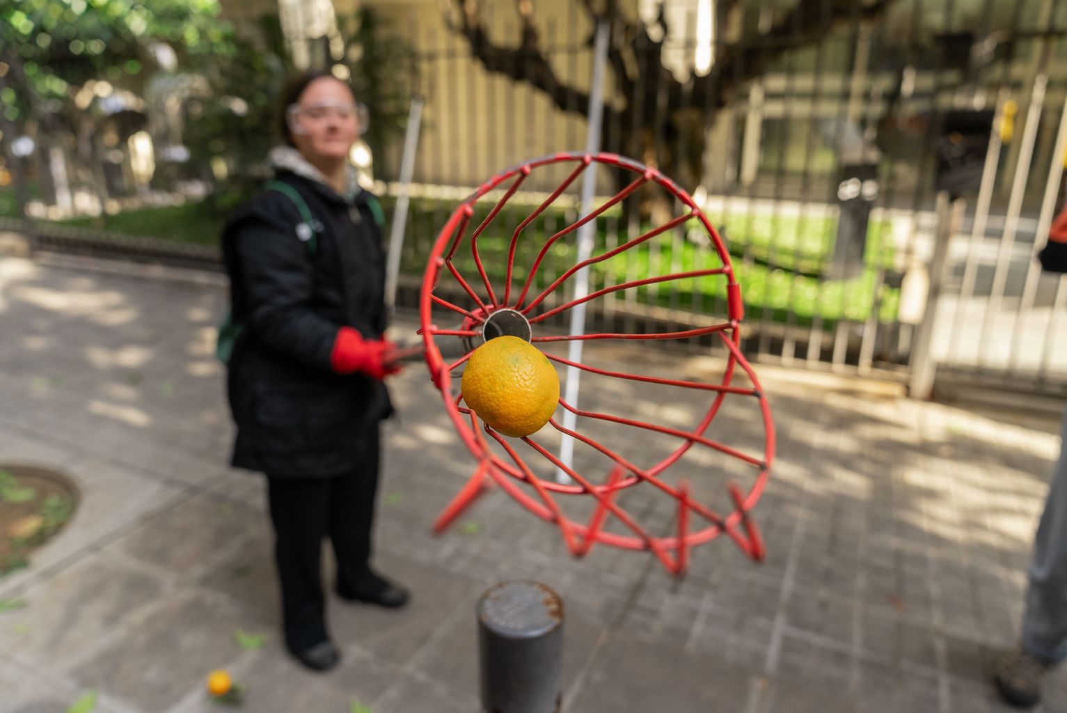 Voluntària subjecta una forca amb una taronja de l’espigolada de l’Eixample