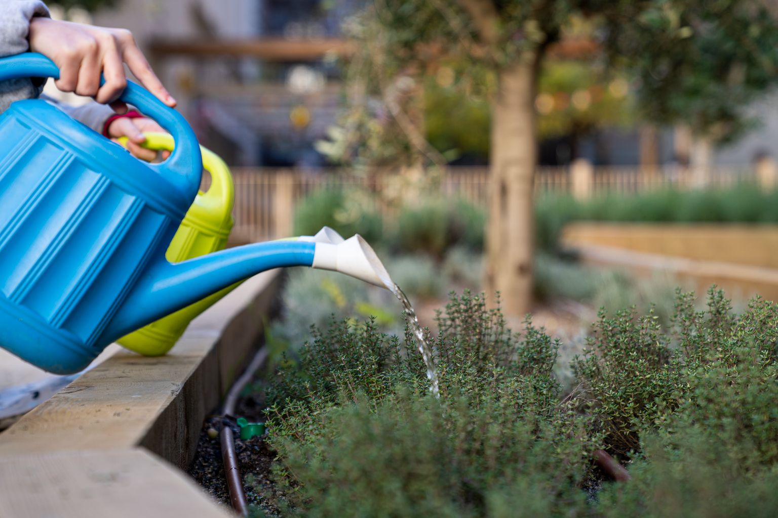 Nens regant les plantes de les jardineres de l’Escola Els Llorers