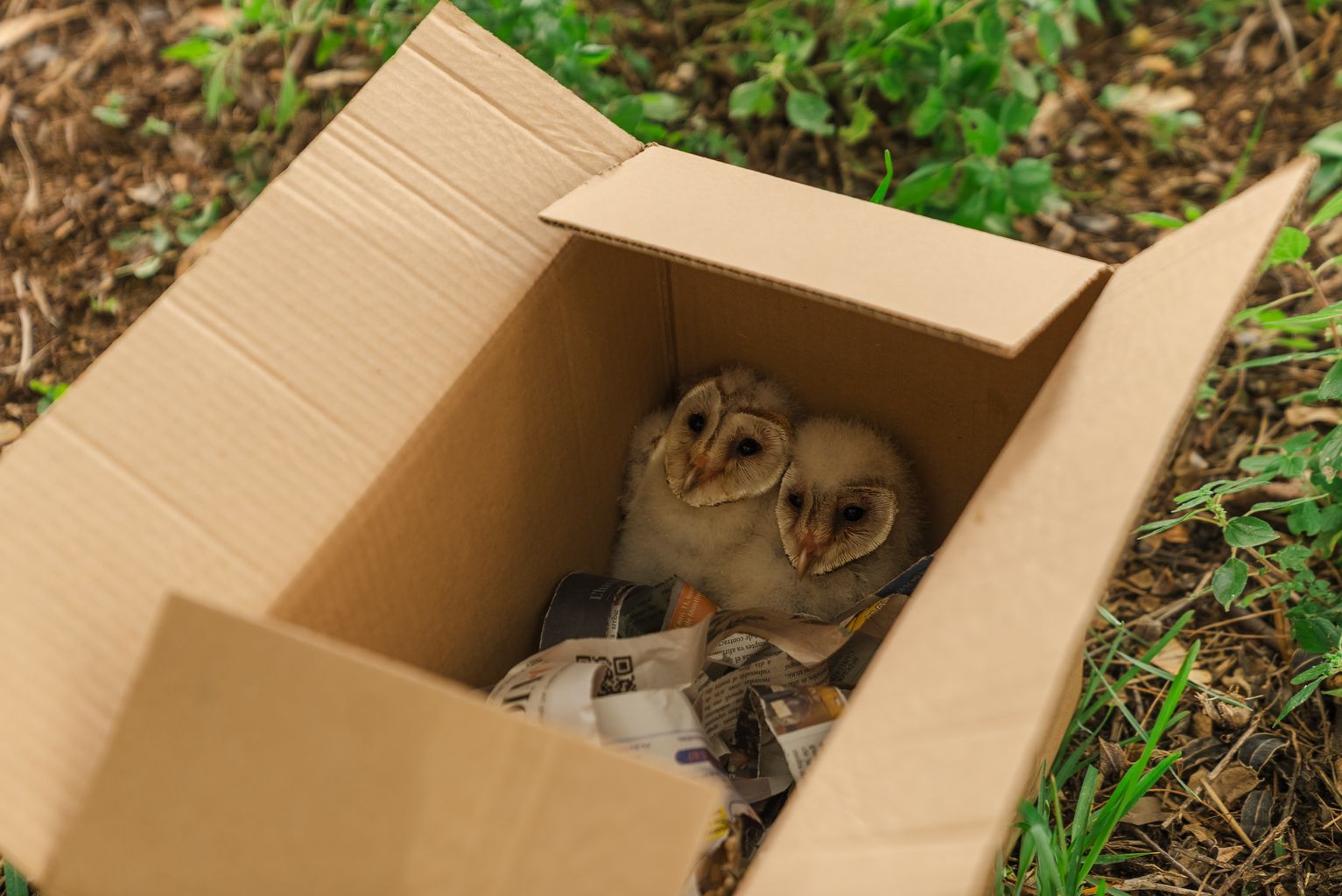 Dues òlibes en una capsa de cartó per a la reintroducció local de l’espècie a la muntanya de Montjuïc.