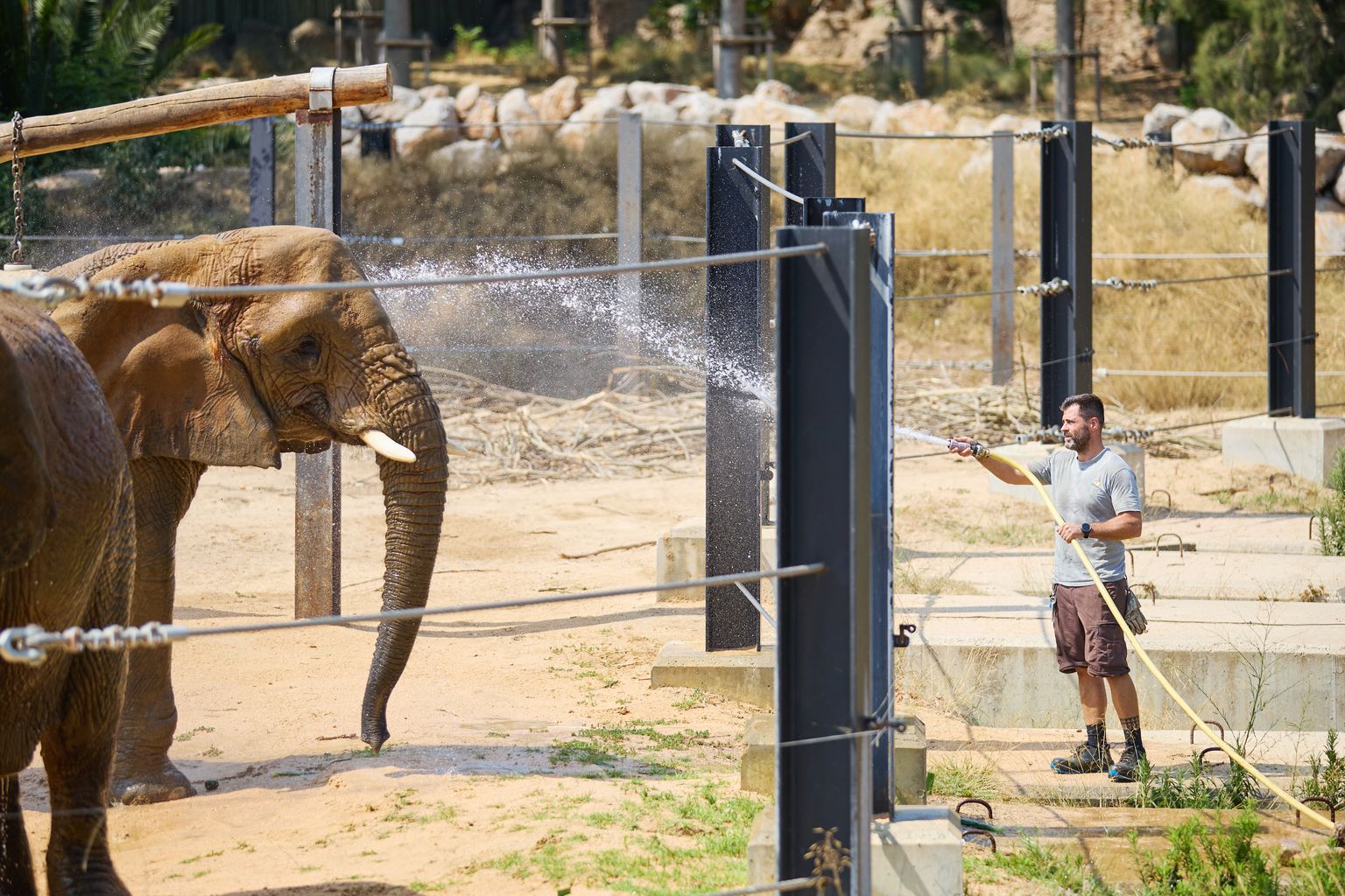 Un cuidador del Zoo de Barcelona refresca els elefants ruixant-los amb aigua
