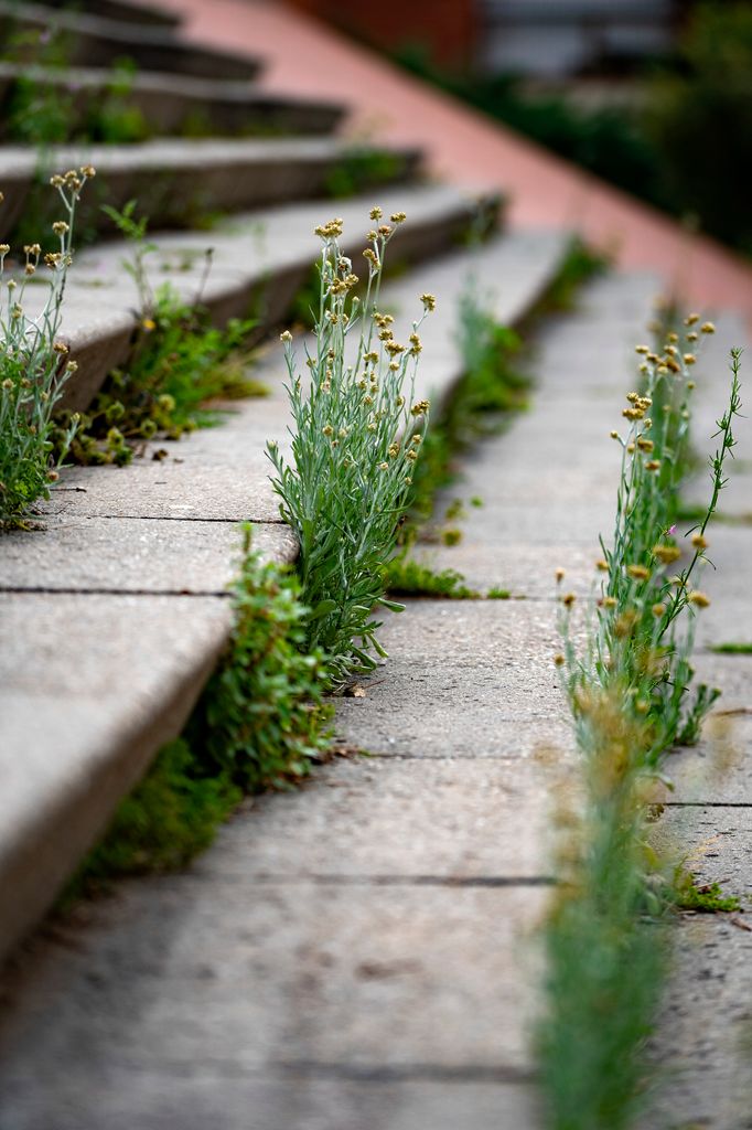 Escales al parc Central de Nou Barris on ja comencen a créixer algunes plantes. Districte de Nou Barris. Barri de la Guineueta. 