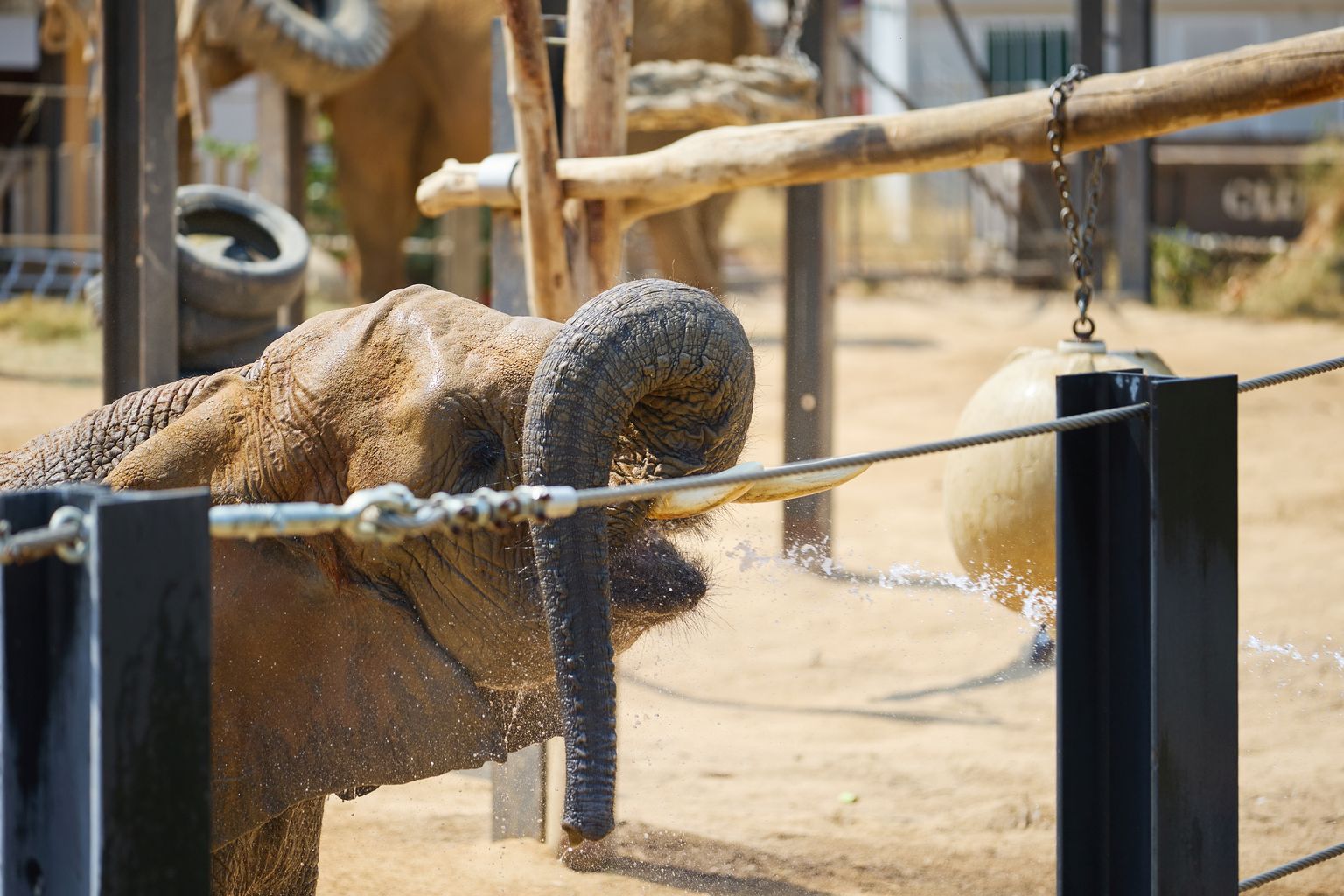 Un elefant del Zoo de Barcelona és ruixat amb aigua per combatre les altes temperatures