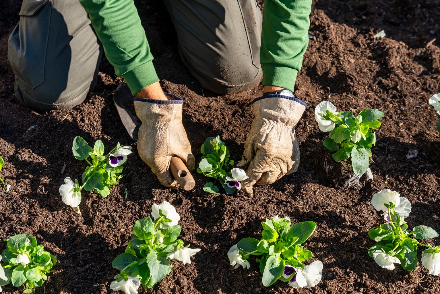 Jardiner de Barcelona plantant arbrat