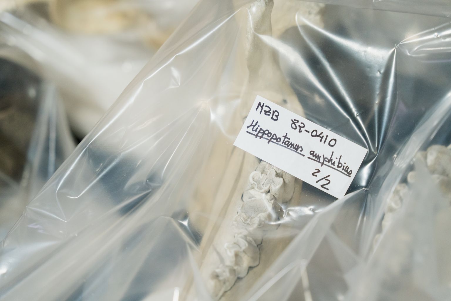 Ossos d’hipopòtam empaquetats de la col·lecció de vertebrats del Castell dels Tres Dragons per tal de ser traslladada a la seu del museu al Fòrum