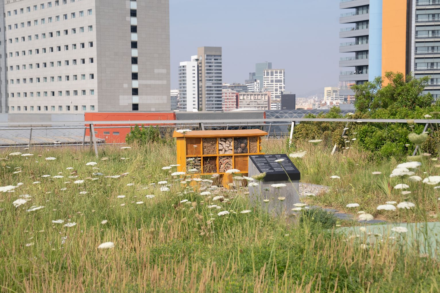 Hotel d’abelles i d’insectes pol·linitzadors al voltant d’herbes i vegetació del terrat viu del Museu de Ciències Naturals; al davant diferents edificis del passeig del Taulat