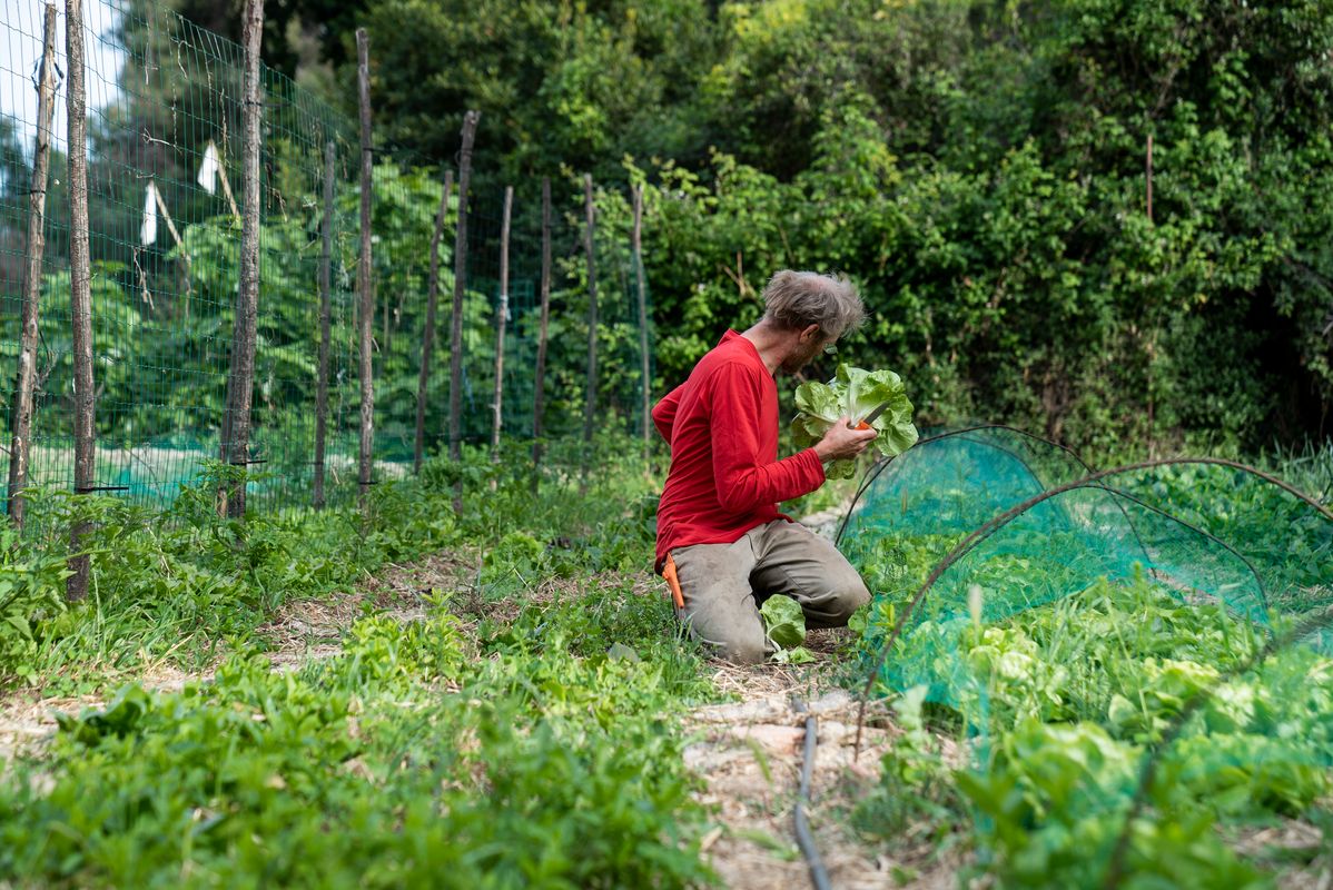 
             Un agricultor treballa a una part de l’hort dedicada al cultiu d’enciams
             Autor: Mariona Gil
             Mostra els detalls de la imatge Un agricultor treballa a una part de l’hort dedicada al cultiu d’enciams
             