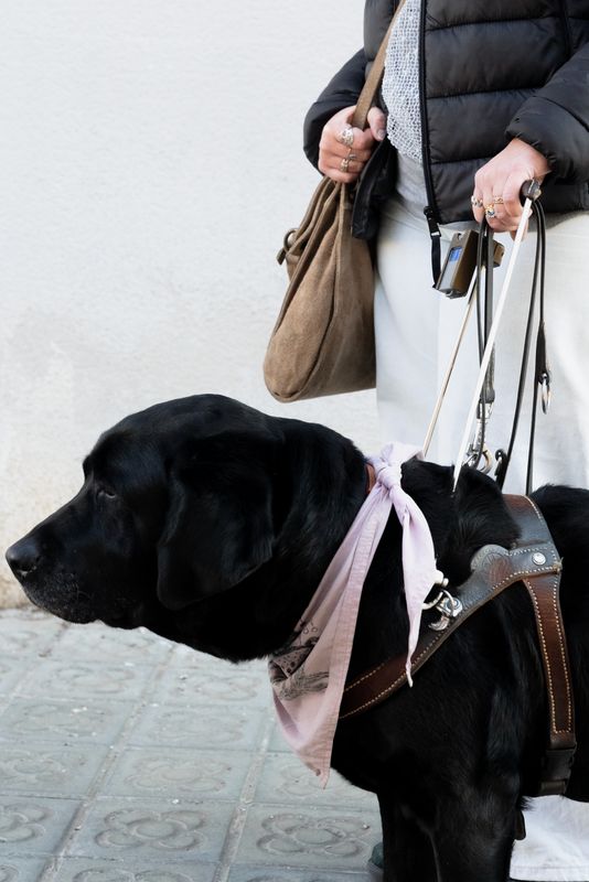 
             Gos d’assistència. Una mà d’una persona invident l