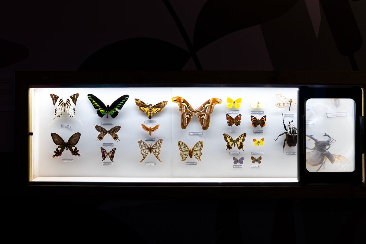 <div class='imageHoverDetail'>
             <p class='imageHoverTitle twoLineBreak'>Expositor amb una col·lecció de papallones dissecades que es mostren al nou e...</p>
             <p class='imageHoverAutor oneLineBreak'>Autor: Àlex Losada</p>
             <button class='imageHoverBtn'>Mostra els detalls de la imatge <span class='sr-only'>Expositor amb una col·lecció de papallones dissecades que es mostren al nou e...</span></button>
             </div>