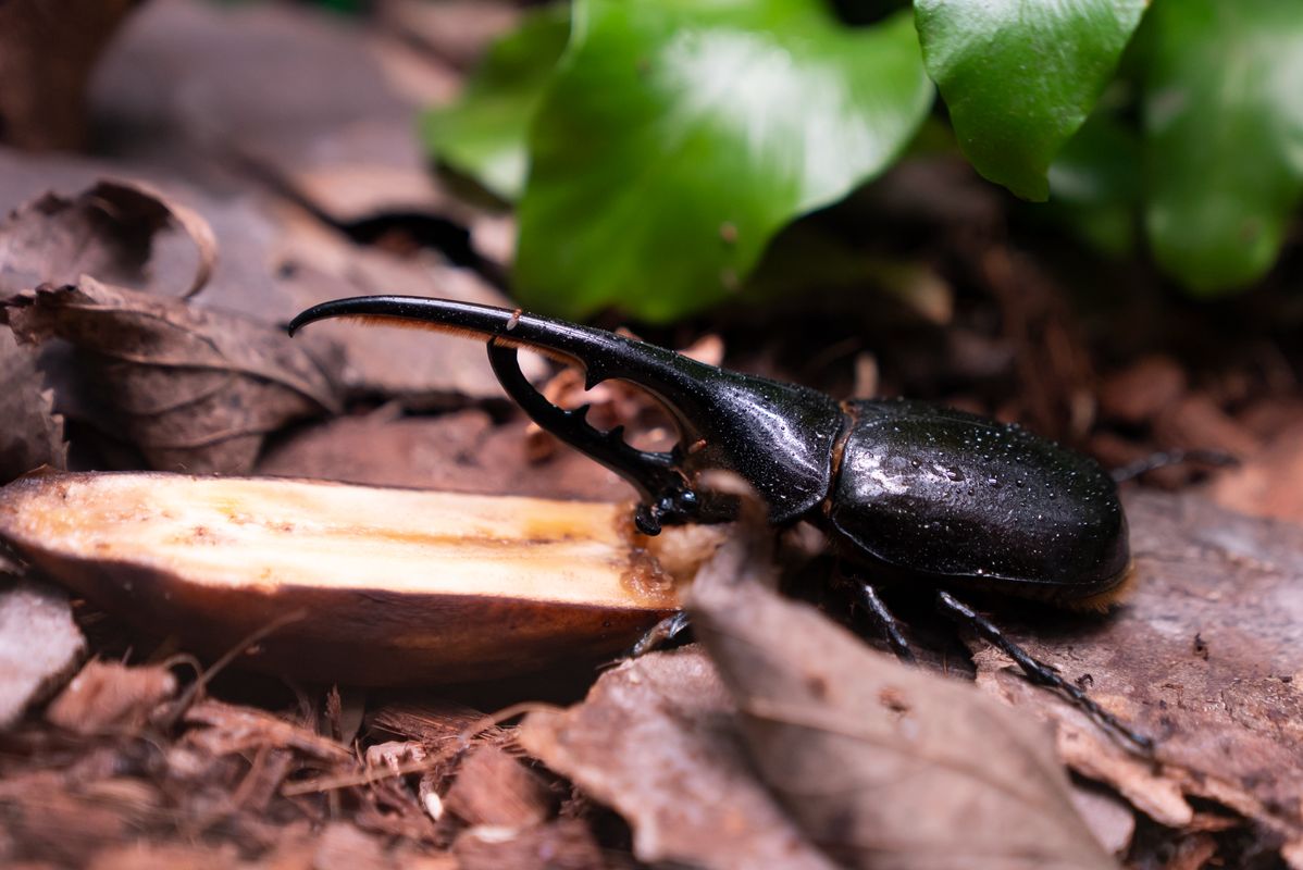 <div class='imageHoverDetail'>
             <p class='imageHoverTitle twoLineBreak'>Escarabat rinoceront en un dels terraris del Zoo de Barcelona</p>
             <p class='imageHoverAutor oneLineBreak'>Autor: Àlex Losada</p>
             <button class='imageHoverBtn'>Mostra els detalls de la imatge <span class='sr-only'>Escarabat rinoceront en un dels terraris del Zoo de Barcelona</span></button>
             </div>