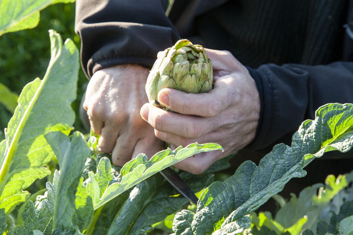 
             Un pagès talla una carxofa de la planta
             Autor: Curro Palacios
             Mostra els detalls de la imatge Un pagès talla una carxofa de la planta
             