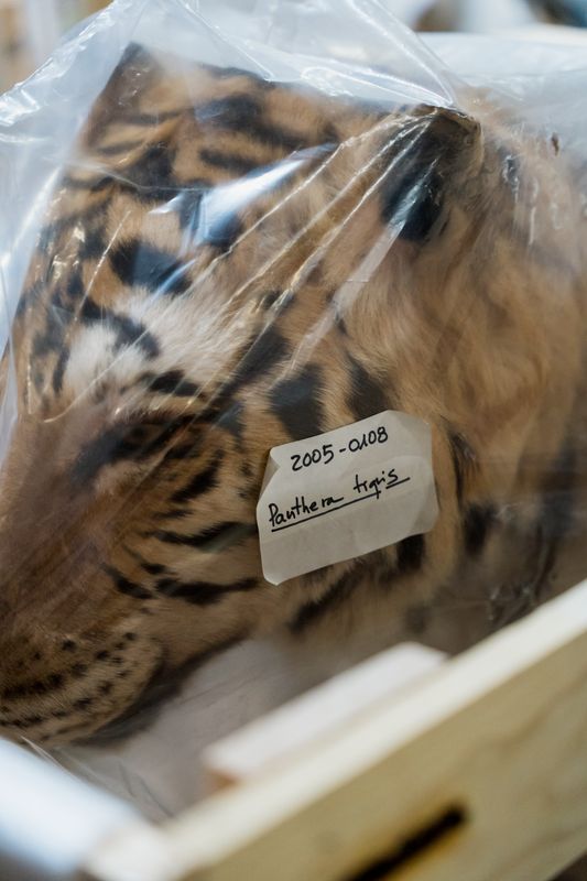 <div class='imageHoverDetail'>
             <p class='imageHoverTitle twoLineBreak'>Pantera empaquetada de la colección zoológica de vertebrados del Castillo de ...</p>
             <p class='imageHoverAutor oneLineBreak'>Autor: Elena Pastor</p>
             <button class='imageHoverBtn'>Ver los detalles de la imagen <span class='sr-only'>Pantera empaquetada de la colección zoológica de vertebrados del Castillo de ...</span></button>
             </div>