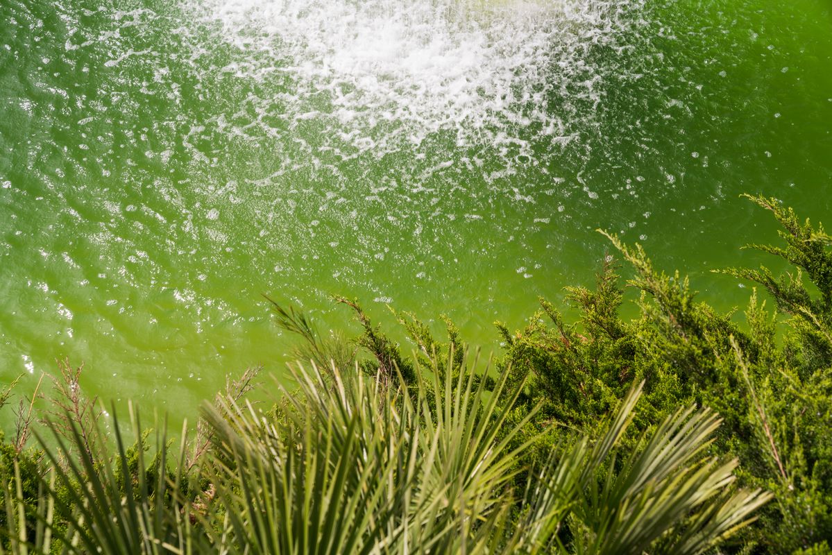 <div class='imageHoverDetail'>
             <p class='imageHoverTitle twoLineBreak'>Llac del parc de la Ciutadella</p>
             <p class='imageHoverAutor oneLineBreak'>Autor: Josbel A. Tinoco</p>
             <button class='imageHoverBtn'>Mostra els detalls de la imatge <span class='sr-only'>Llac del parc de la Ciutadella</span></button>
             </div>