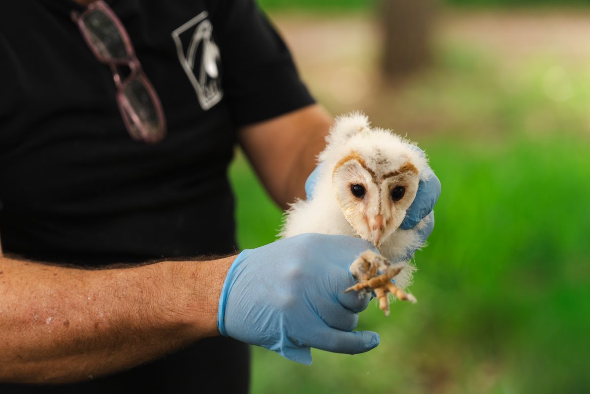 <div class='imageHoverDetail'>
             <p class='imageHoverTitle twoLineBreak'>Un home porta una òliba per a la reintroducció local de l’espècie a la m...</p>
             <p class='imageHoverAutor oneLineBreak'>Autor: Isaac Carbonell</p>
             <button class='imageHoverBtn'>Mostra els detalls de la imatge <span class='sr-only'>Un home porta una òliba per a la reintroducció local de l’espècie a la m...</span></button>
             </div>