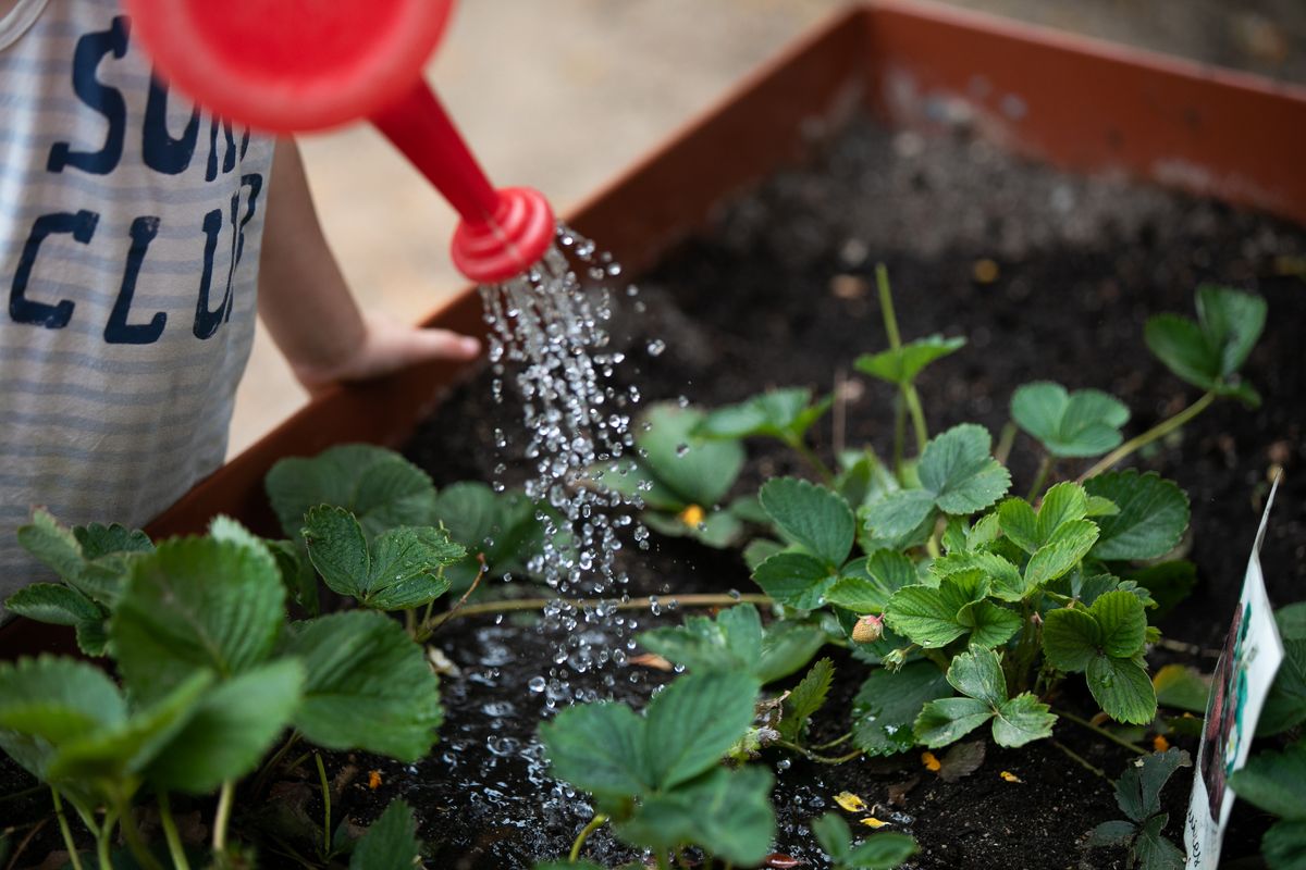 
             Un infant rega una planta amb una regadora d