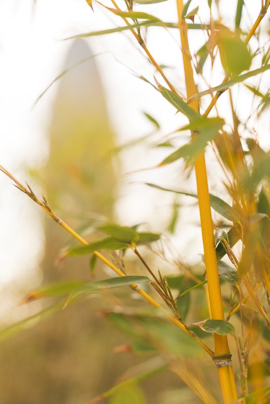 <div class='imageHoverDetail'>
             <p class='imageHoverTitle twoLineBreak'>Detall de la vegetació del parc de les Glòries amb la Torre Glòries de fons</p>
             <p class='imageHoverAutor oneLineBreak'>Autor: Josbel A. Tinoco</p>
             <button class='imageHoverBtn'>Mostra els detalls de la imatge <span class='sr-only'>Detall de la vegetació del parc de les Glòries amb la Torre Glòries de fons</span></button>
             </div>
