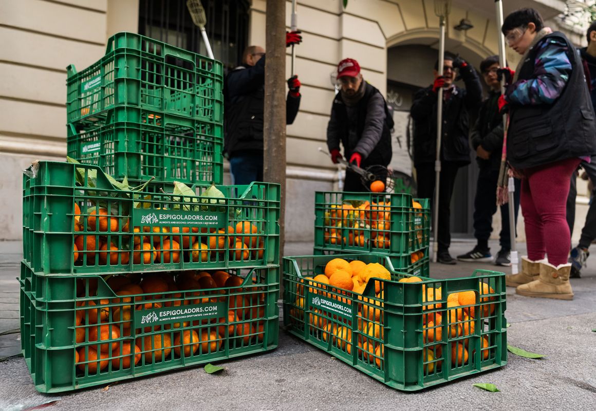 
             Caixes de taronges amargues plenes a vessar de l’espigolada de l’Eixample al ...
             Autor: Lucas Amillano
             Mostra els detalls de la imatge Caixes de taronges amargues plenes a vessar de l’espigolada de l’Eixample al ...
             