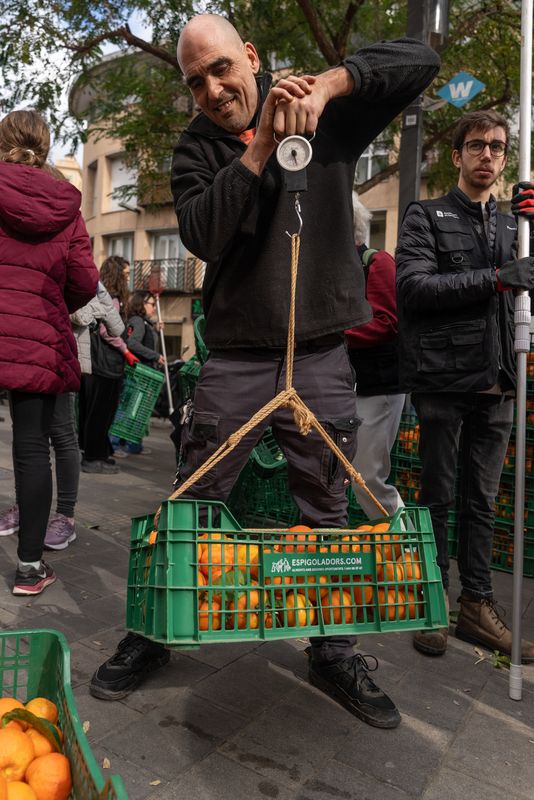 
             Un voluntari pesa una de les caixes de taronges amargues de l’espigolada d’Ho...
             Autor: Lucas Amillano
             Mostra els detalls de la imatge Un voluntari pesa una de les caixes de taronges amargues de l’espigolada d’Ho...
             