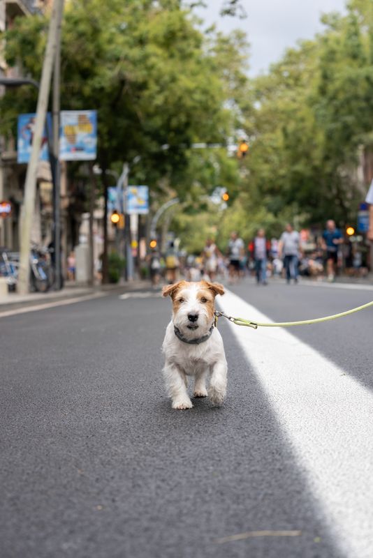 
             Un gos lligat amb una corretja passeja pel mig del carrer de Sants
             Autor: Martí Petit
             Mostra els detalls de la imatge Un gos lligat amb una corretja passeja pel mig del carrer de Sants
             