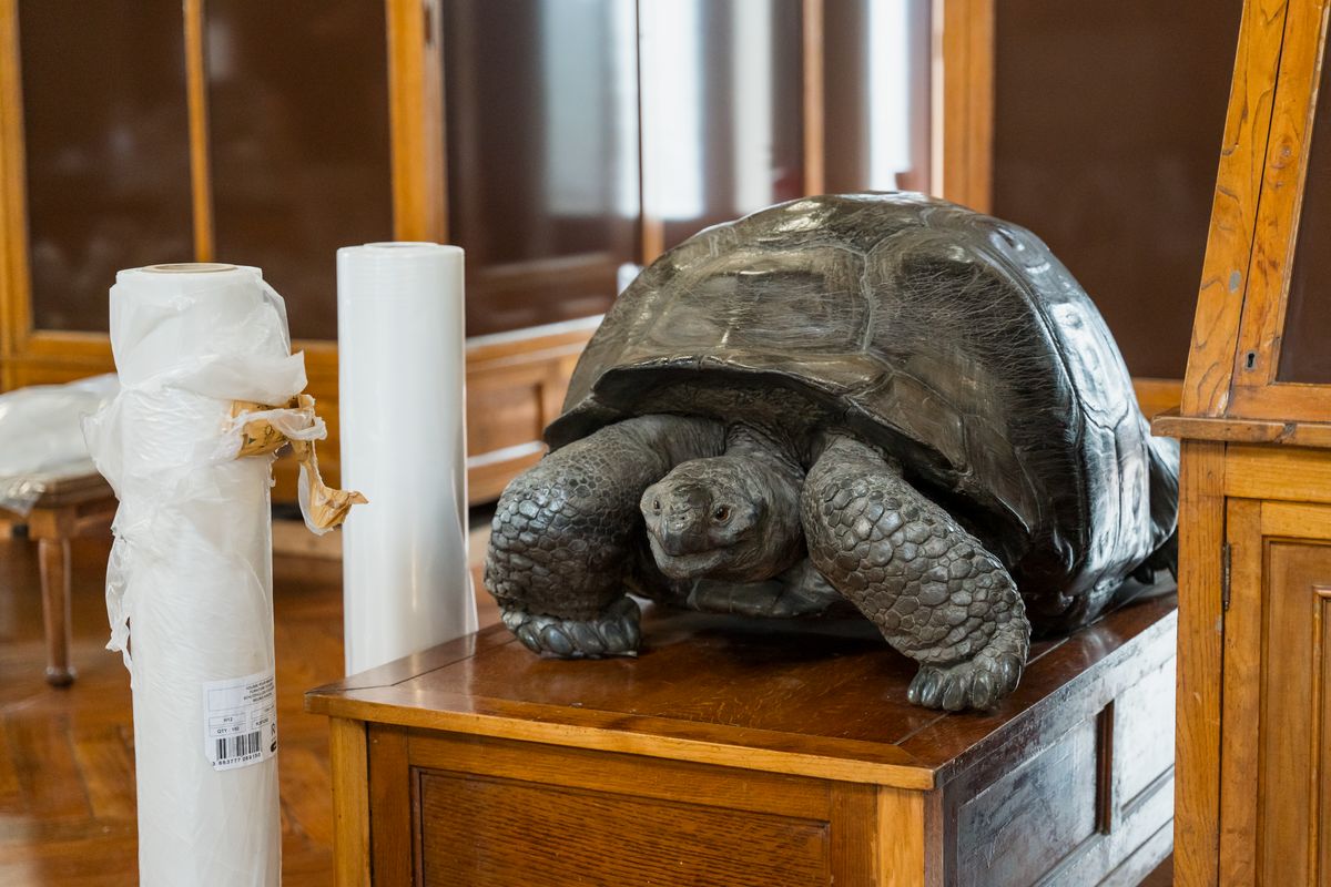 <div class='imageHoverDetail'>
             <p class='imageHoverTitle twoLineBreak'>Tortuga que forma part de la col·lecció de zoologia del Castell dels Tres Dra...</p>
             <p class='imageHoverAutor oneLineBreak'>Autor: Elena Pastor</p>
             <button class='imageHoverBtn'>Mostra els detalls de la imatge <span class='sr-only'>Tortuga que forma part de la col·lecció de zoologia del Castell dels Tres Dra...</span></button>
             </div>