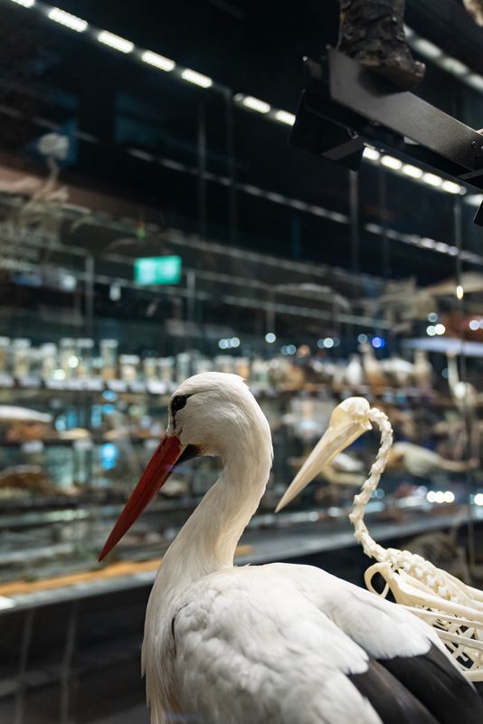
             Una cigonya dissecada en una exposició del Museu de Ciències Naturals de Barc...
             Autor: Àlex Losada
             Mostra els detalls de la imatge Una cigonya dissecada en una exposició del Museu de Ciències Naturals de Barc...
             