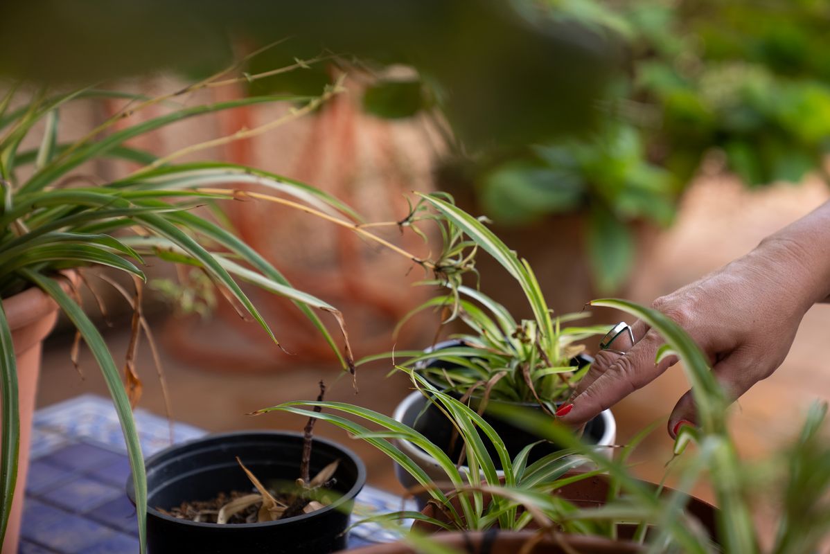 
             Detall d’una mà mirant l’estat de diverses plantes.
             Autor: Martí Petit
             Mostra els detalls de la imatge Detall d’una mà mirant l’estat de diverses plantes.
             