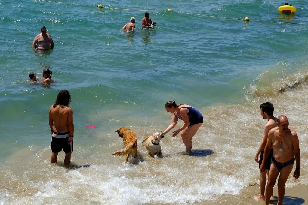 Platja de Llevant amb gossos. Banyistes amb gossos