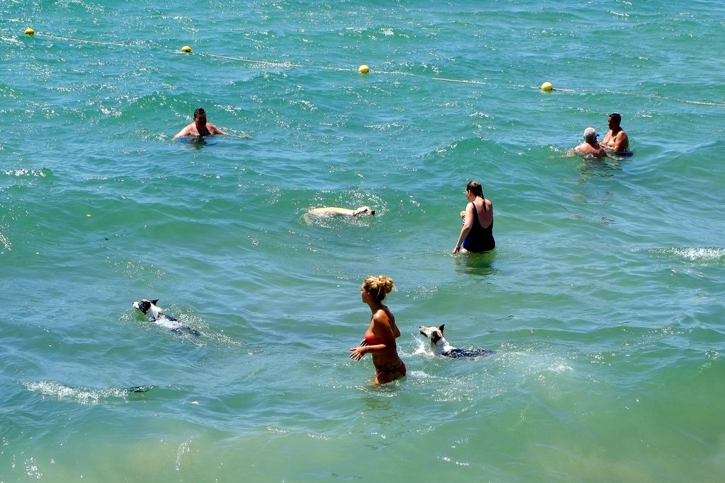 Platja de Llevant amb gossos. Banyistes i gossos