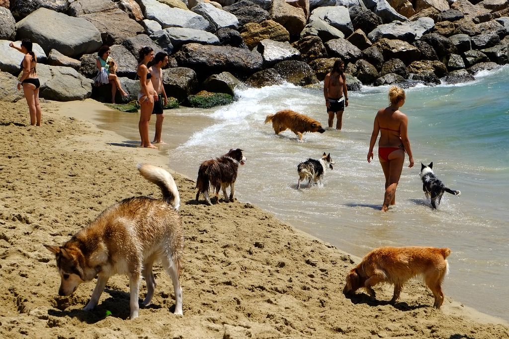 Platja de Llevant amb gossos. Gossos gaudint de la platja