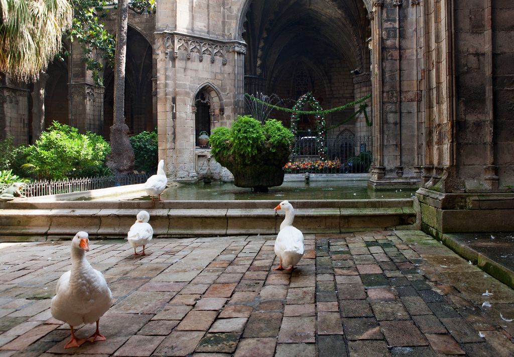 Claustre de la Catedral de Barcelona. Oques