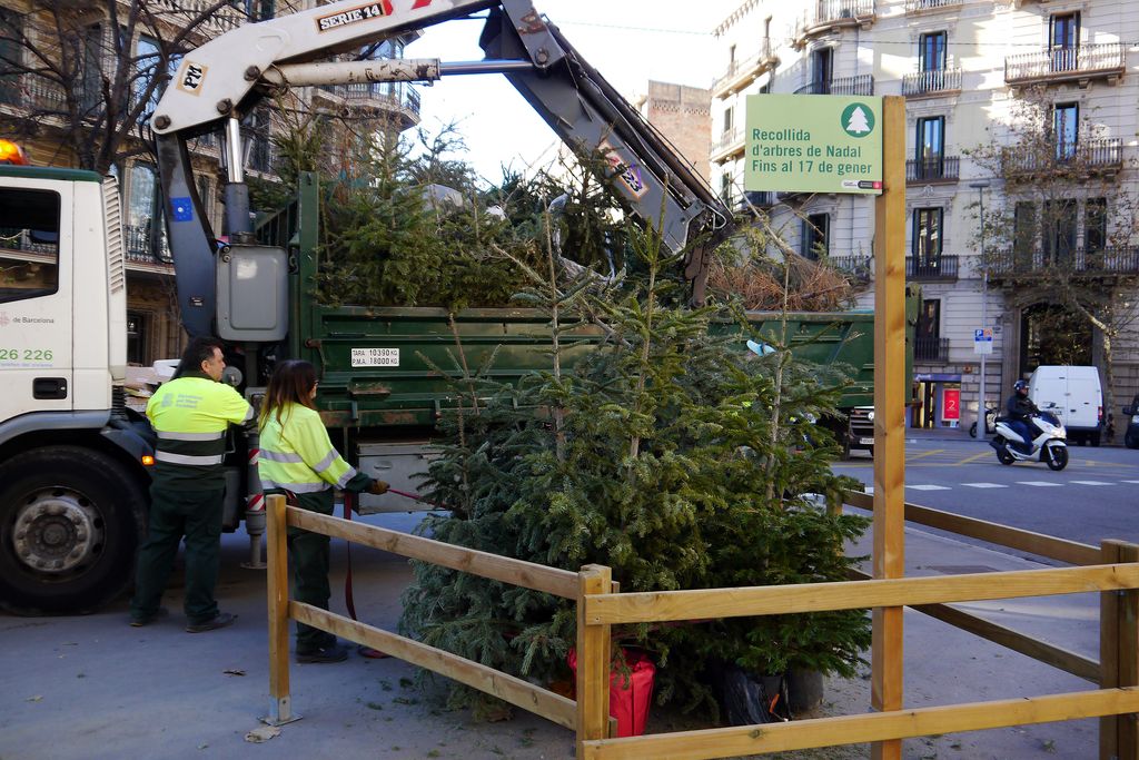 Recollida d'arbres de Nadal. Punt de recollida i treballadors fent la retirada