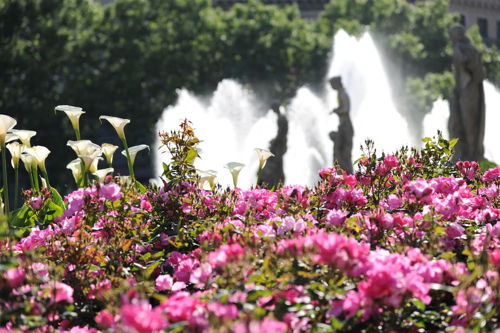 Diada de Sant Jordi 2014. Font i flors 