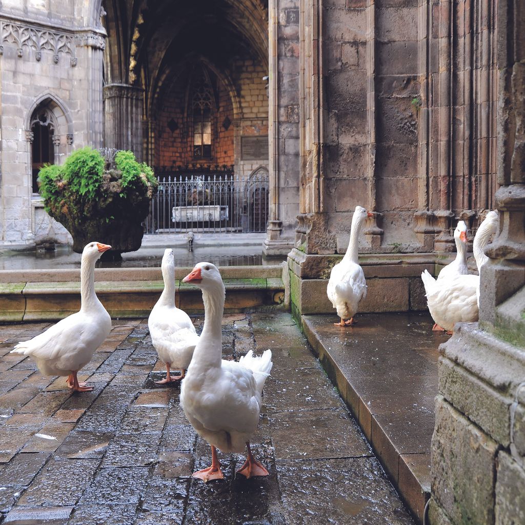 Catedral. Oques del claustre