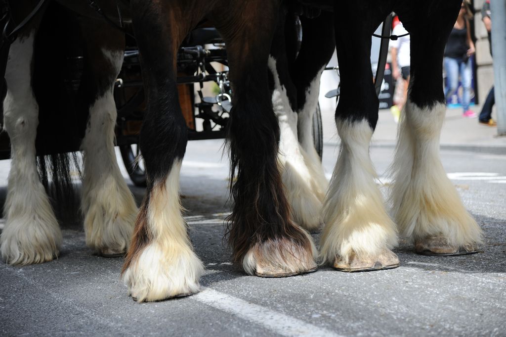 17a Trobada Nacional de Tres Tombs. Desfilada pel carrer de Pelai