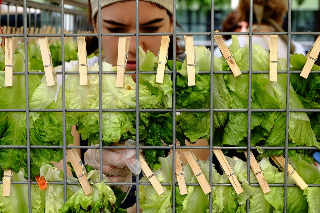 FadFest 2016. Assaig general. Menjar, emergència sostenible i disseny. Penjant les fulles d'enciam