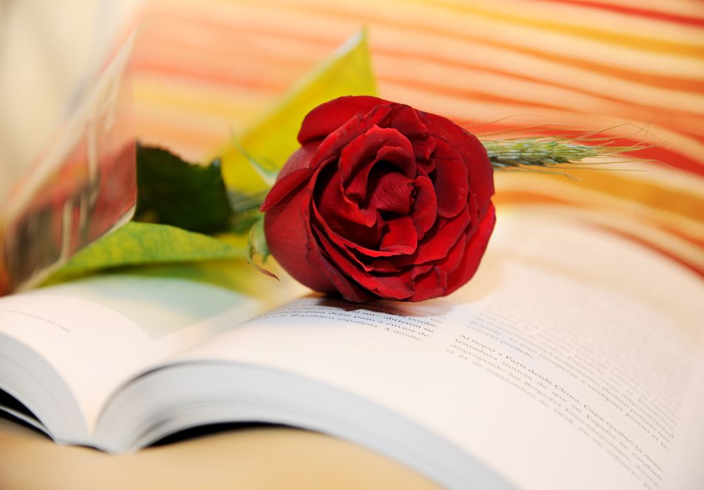 Diada de Sant Jordi 2014. Llibre amb una rosa a sobre