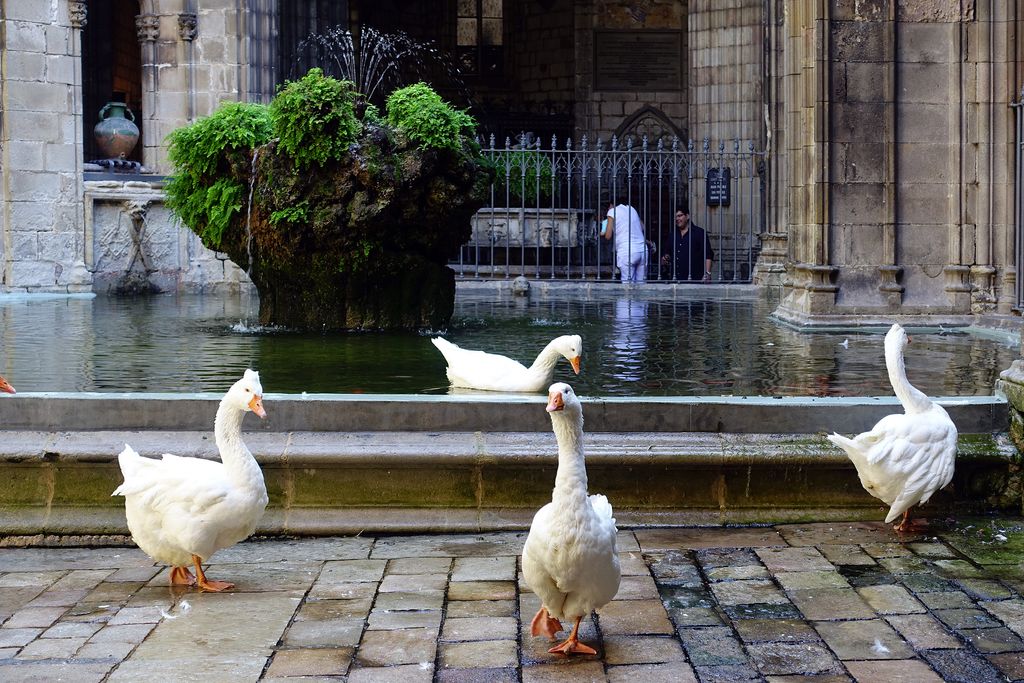 Oques del claustre de la Catedral de Barcelona