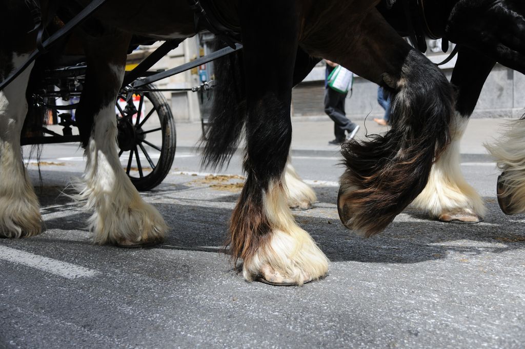 17a Trobada Nacional de Tres Tombs. Desfilada pel carrer de Pelai