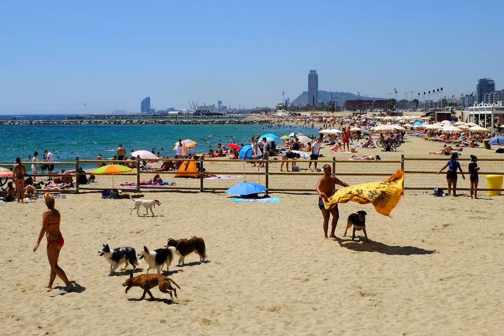 Platja de Llevant amb gossos. Zona delimitada de la platja per als gossos