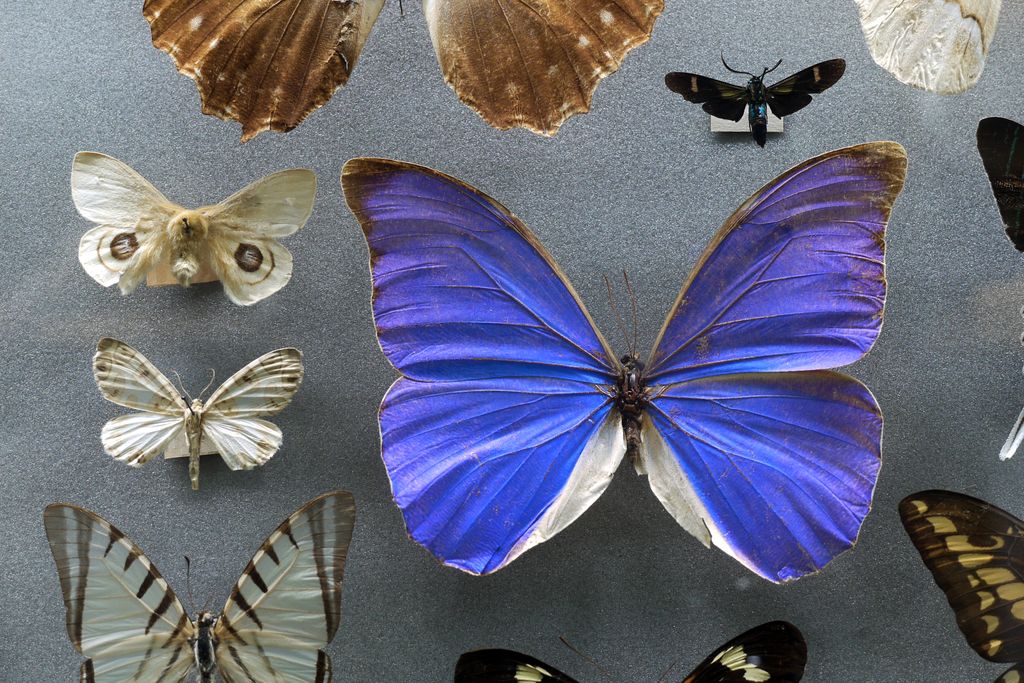 Museu Blau. Exposicions permanents. Papallones