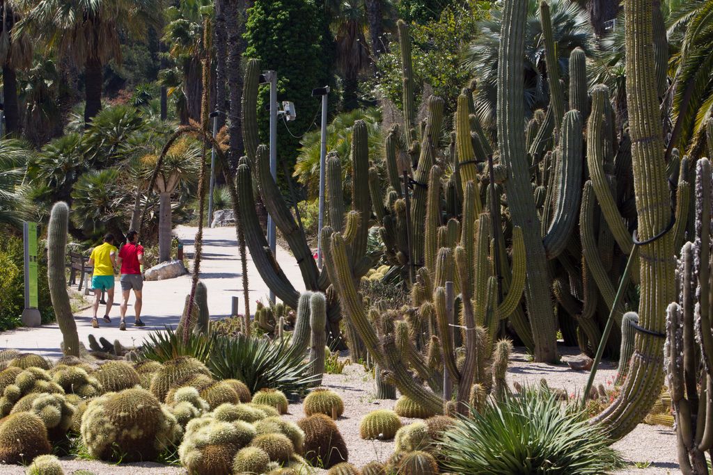 Jardins de Mossèn Costa i Llobera. Cactus