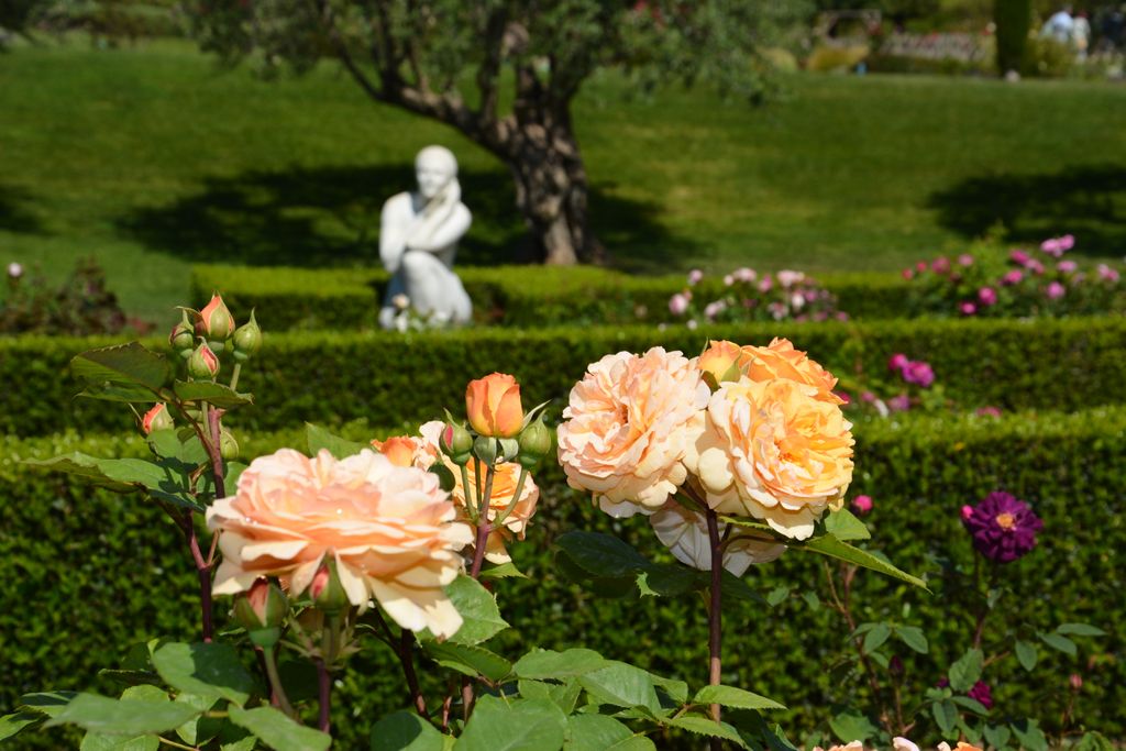 Concurs de roses. Parc de Cervantes. Roses amb escultura Serenitat (escultura)